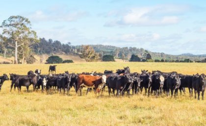 A herd of black cattle with one brown and white animal in the centre stands in a field of dry grass with forested hills in the background